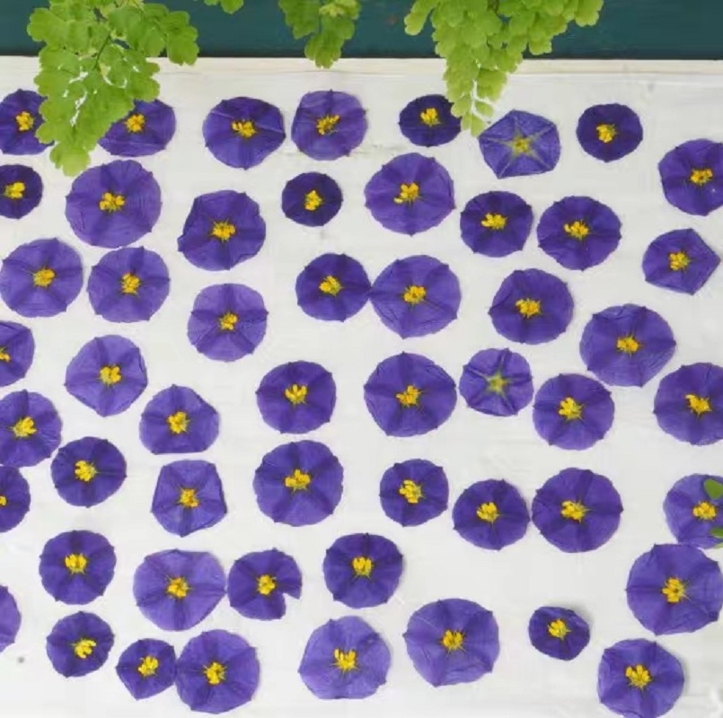 100pcs Pressed Dried Lycianthe - Dried Flower Bookmark ulasan dan harga