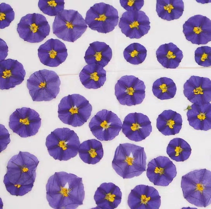 100pcs Pressed Dried Lycianthe - Dried Flower Bookmark ulasan dan harga